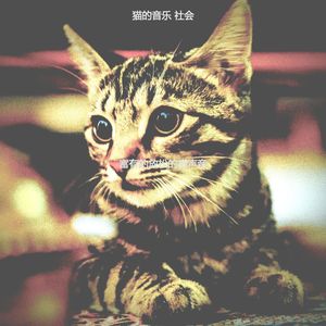 温和小猫梦想