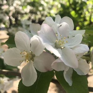 牵丝戏（cover:银临/Aki阿杰）