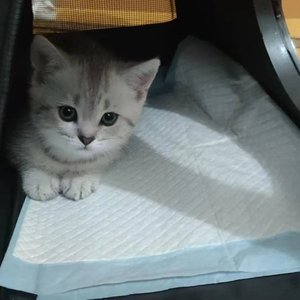 张悬-喜欢（remix）-yee（NFeuerstein remix）