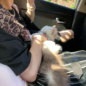 我和我的猫都很想你