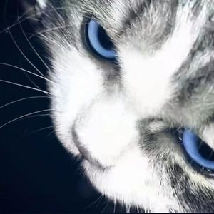 凉咖啡与失温爱