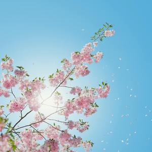 美好正在发生（sunshine）