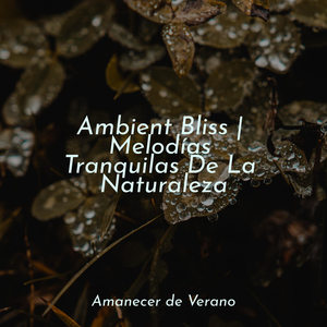 Sueños de Estalactita