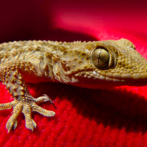 Wendel Largatixa Beat Tatata