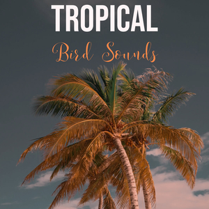 Birds Of The Tropics