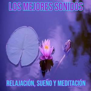 El Sonido Relajante Las Aves Del Bosque