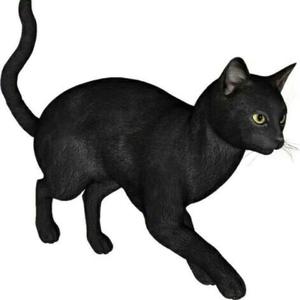 【FREE】“Midnight”