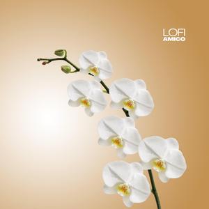 White Orchid