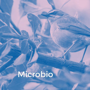 Microbio