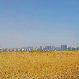 Ahxello-Frisbee飞盘-Ahxello倒放版（Tim lexicii remix）