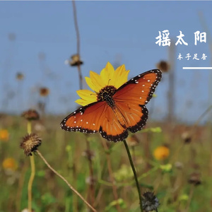 摇太阳