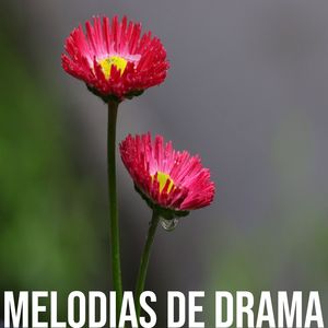 Fundas