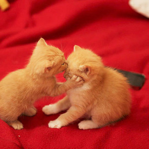 甜甜的（Cover周杰伦）