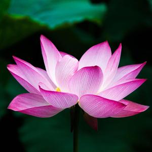 sacral, solar plexus, throat and third eye chakra bowls and shruti box