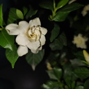 显化法则（Prod.Samuro14）