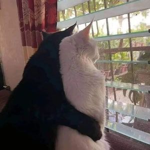 猫又君