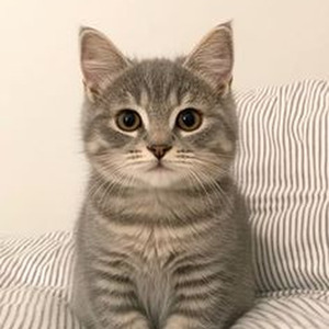 Stayin Alive (slowed)