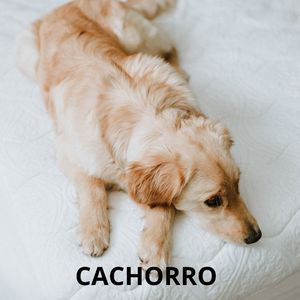 Cachorro