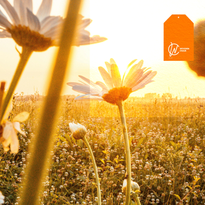 A warm summer breeze