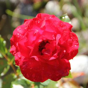 Känner För Dig (feat. Paula Lobos)