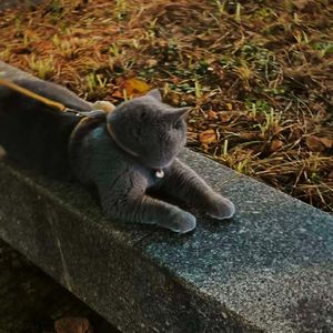 （88买断）旋律寂寞伤感emo