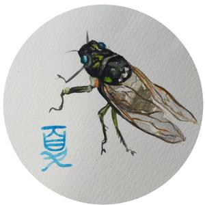 蝉 夏