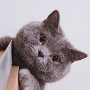 胸大的姑娘（翻自 留声玩具）