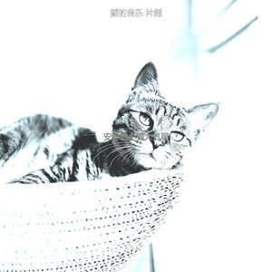 精彩可爱的猫环境