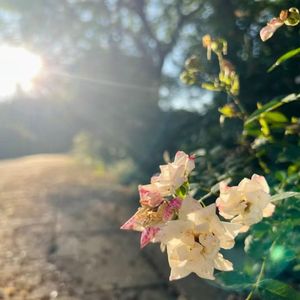 落叶画圈的秋日之梦