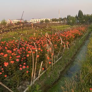 SJansen的AI创作-现代电影242