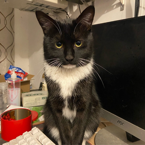 猫咪啊-渐强添加小提琴.mp3