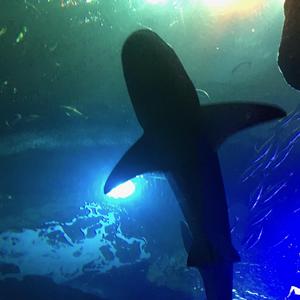 时间飞行 (Cover：白宇 / 朱一龙)