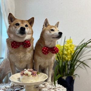 うののん マンボ！ (RAN-Ver.)