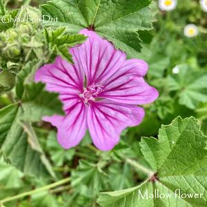 Mallow flower