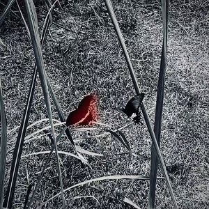 在一个工作日的下午有只蝴蝶停在了我右边肩膀上