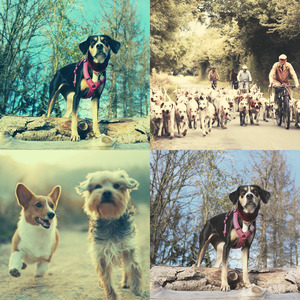 有趣可爱的狗情怀