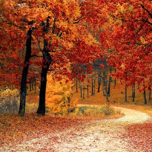 断翅鸟儿（睡眠轻音乐）