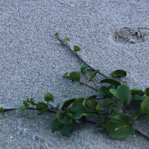 背刺（prod.by Morrow x Aye 叶师傅）