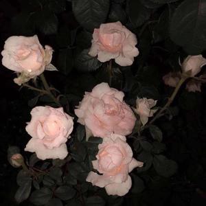 渐冷（翻唱雪二）（Live）（翻自 雪二）