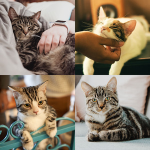 温和可爱猫咪梦想