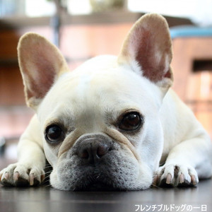 フレンチブルドッグの一日
