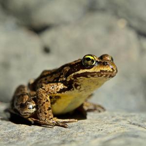 Froggy Boi (feat. Rals)