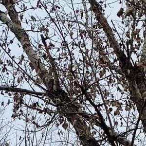 秋（Prod By ATTBeat）