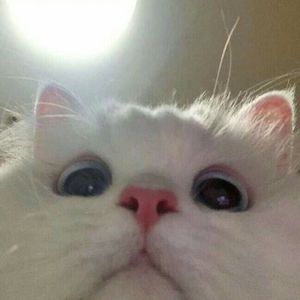 房东的猫-美好事物（李子 remix）