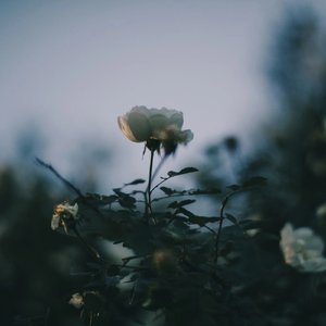 不愿奔赴的绿灯