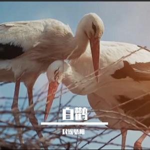 白鹳（demo）