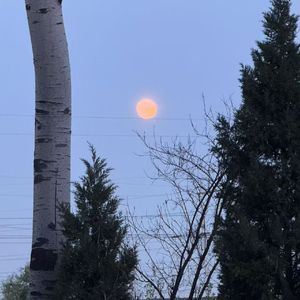 《暗夜幽芳永不凋》