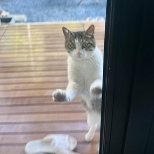 盛夏的傻瓜