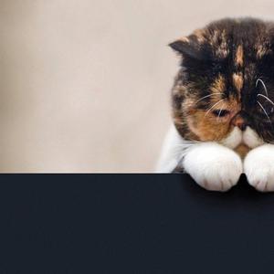 《FREE》情绪向 Emo Trap Type Beat