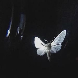 Chrysalis（prod.by Morrow x wustin）